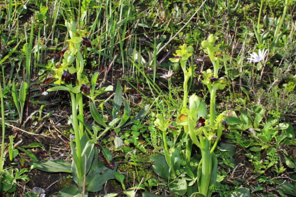 Per orchidee nel ponente Ligure